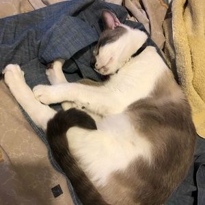 Meet your Posher, Hector